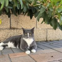 Mile Square Animal Hospital ico