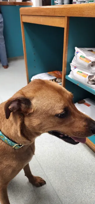 Belmont Heights Animal Hospital 9