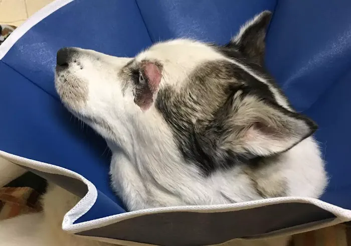 Belmont Heights Animal Hospital 5