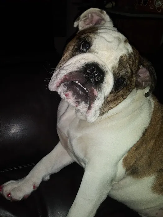 Belmont Heights Animal Hospital 10