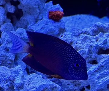 Exotic Reef Creations
