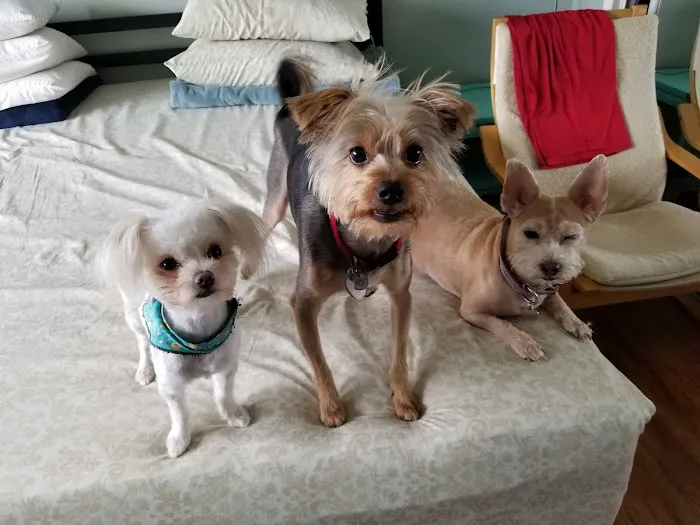 Broadway Pet Hospital 2