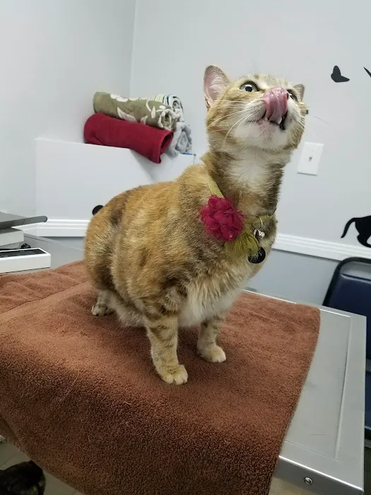 Broadway Pet Hospital 3