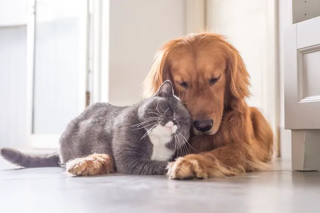 Broadway Pet Hospital 8