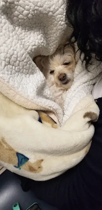 Broadway Pet Hospital 4