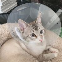 Broadway Pet Hospital ico