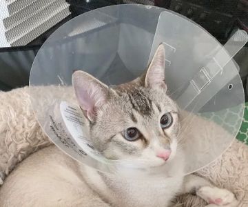 Broadway Pet Hospital