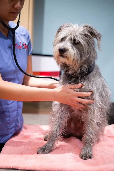 Cats & Dogs Animal Hospital 9