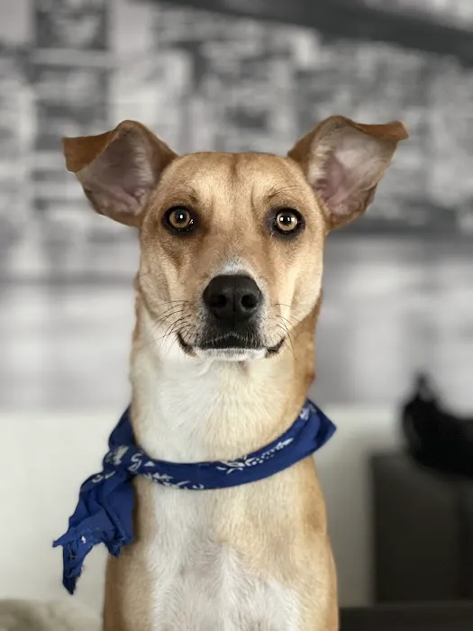 Cats & Dogs Animal Hospital 3