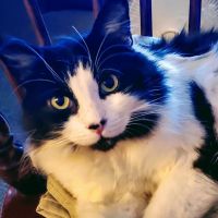 Cats & Dogs Animal Hospital ico