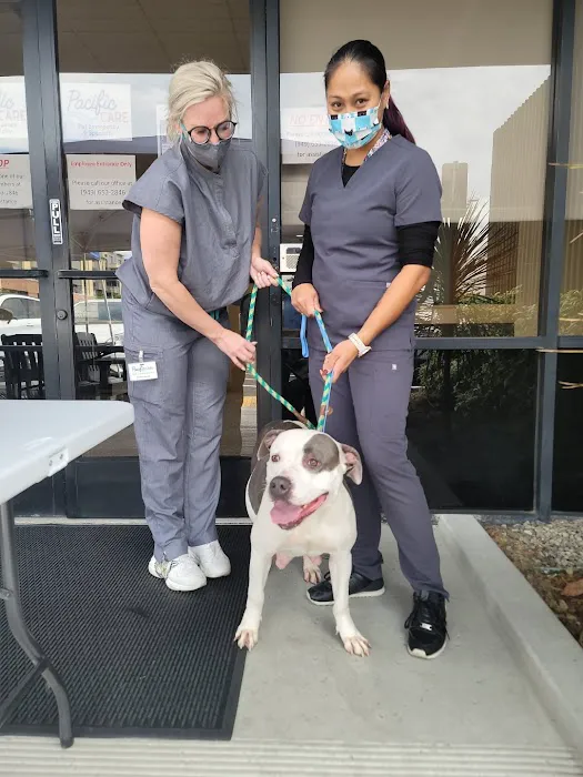 Cats & Dogs Animal Hospital 10