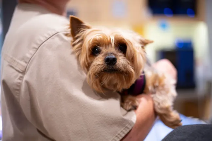 Cats & Dogs Animal Hospital 4