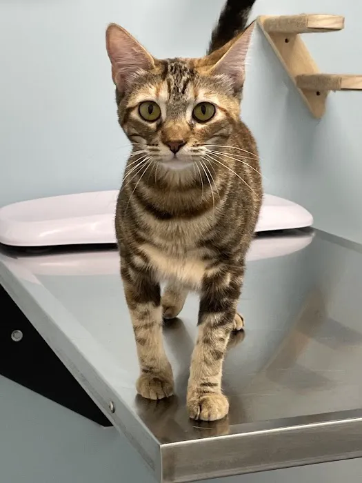Lbc Vets Primary and Urgent Care 4