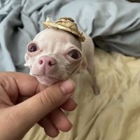 Long Beach Animal Emergency ico
