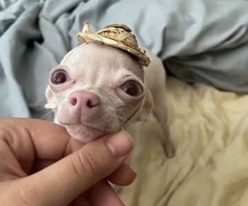 Long Beach Animal Emergency