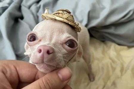 Long Beach Animal Emergency