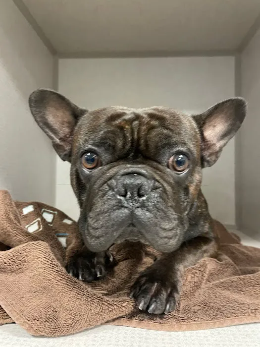 Long Beach Animal Emergency 12