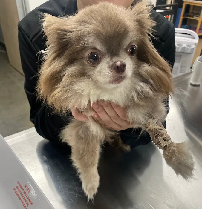 Long Beach Animal Emergency 12