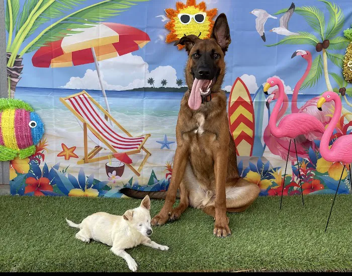 Long Beach Animal Emergency 12