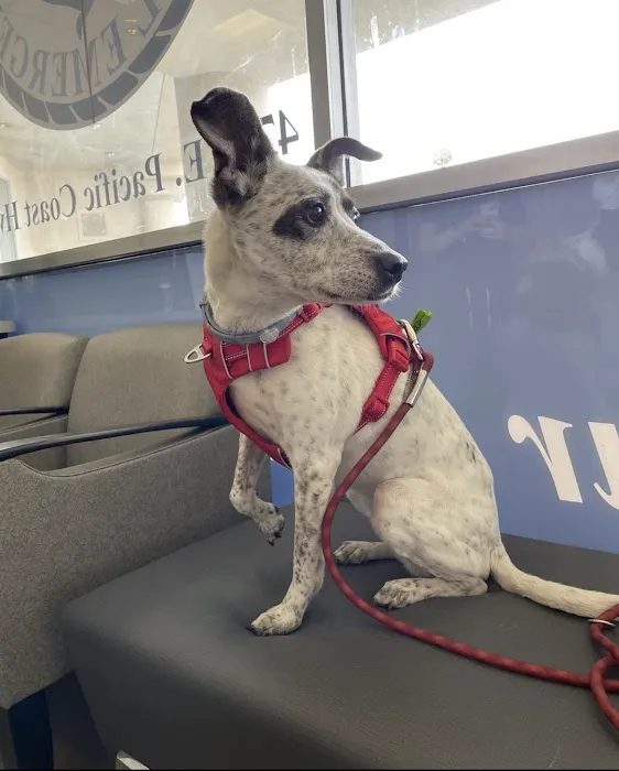Long Beach Animal Emergency 12