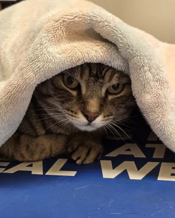 Long Beach Animal Hospital 6