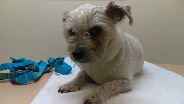 Long Beach Animal Hospital 10
