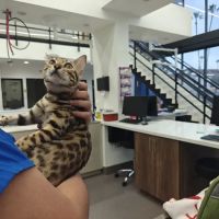 Stitches Veterinary Surgery ico