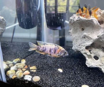 Little Rivers Aquatics