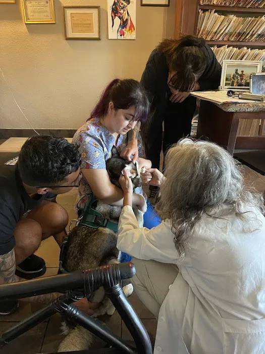 Beach Vet Hospital: Valikov Ena DVM 12