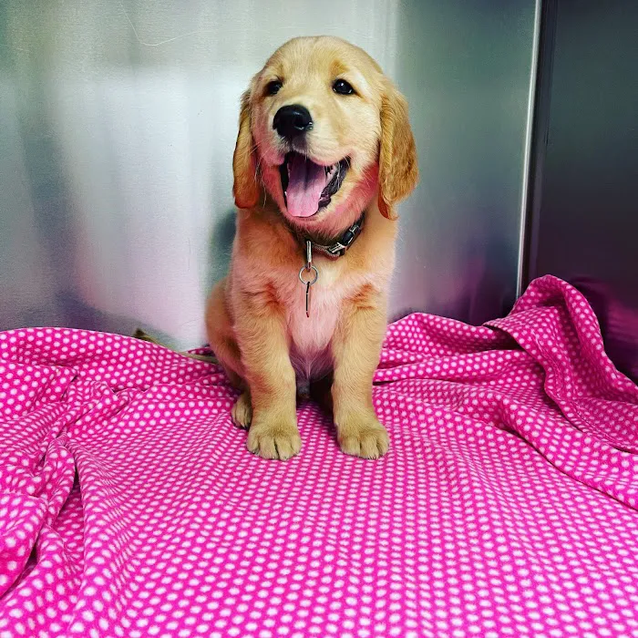 Parkview Pet Hospital - Long Beach 12