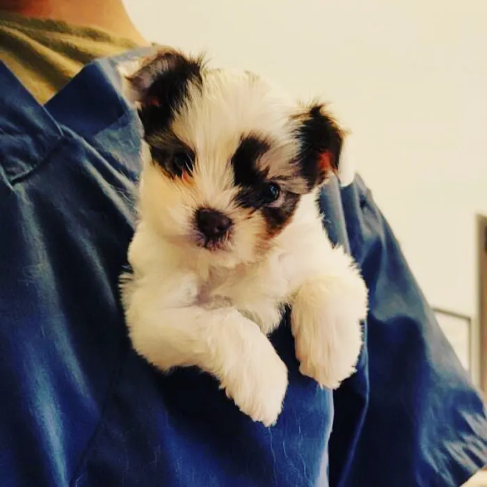 Parkview Pet Hospital - Long Beach 12