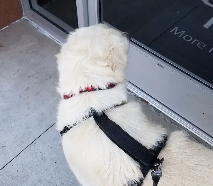 Primary Care Animal Hospital 12
