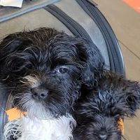 Banfield Pet Hospital ico
