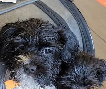 Banfield Pet Hospital