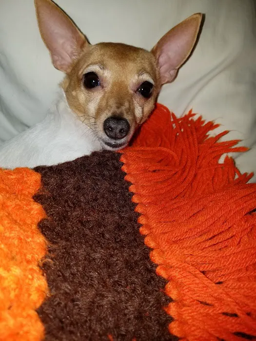 Banfield Pet Hospital 5