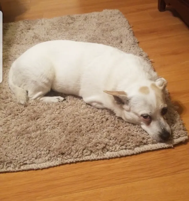 Banfield Pet Hospital 4
