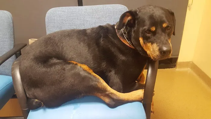 VCA Lakewood Animal Hospital 12