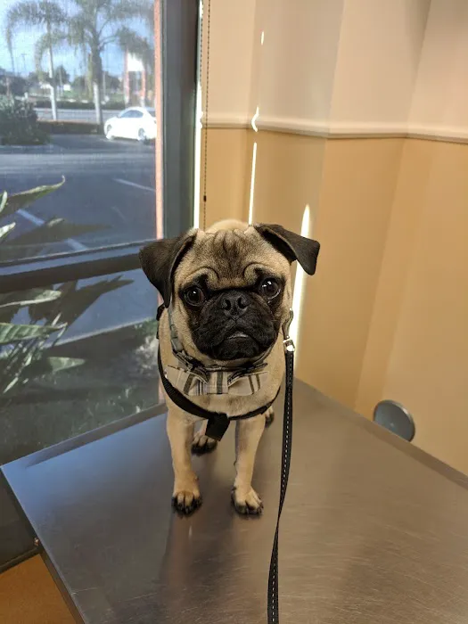 VCA Lakewood Animal Hospital 12