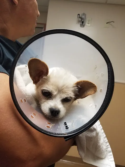 VCA Lakewood Animal Hospital 12