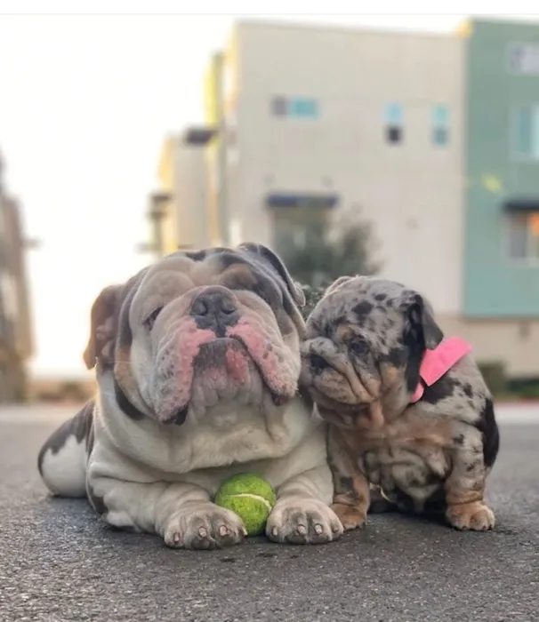 Bellflower Pet Hospital & Hotel 9