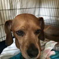 Bellflower Pet Hospital & Hotel ico