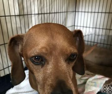 Bellflower Pet Hospital & Hotel