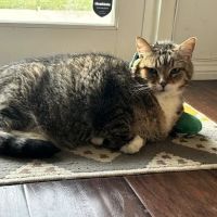 Vetco Total Care Animal Hospital ico