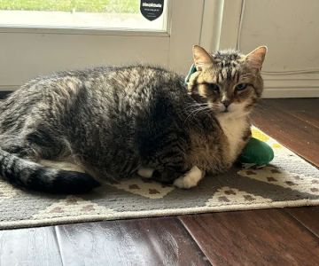 Vetco Total Care Animal Hospital