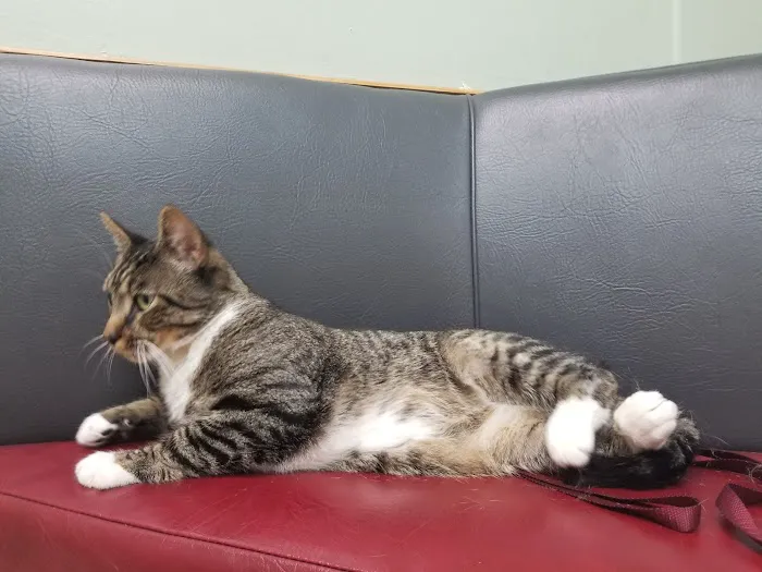 Signal Hill Pet Hospital 12