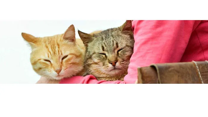 Signal Hill Pet Hospital 12