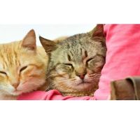Signal Hill Pet Hospital ico