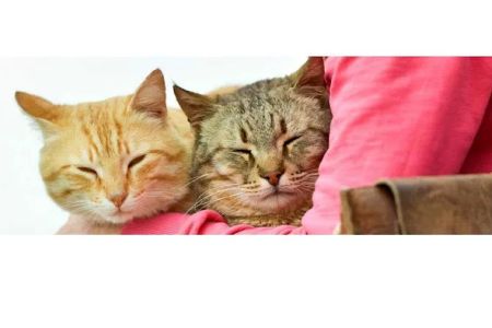 Signal Hill Pet Hospital