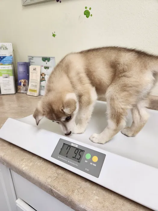 Petra Pet Clinic 3