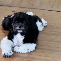 Petra Pet Clinic ico